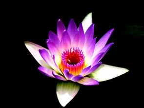 beautiful bloom blooming blossom