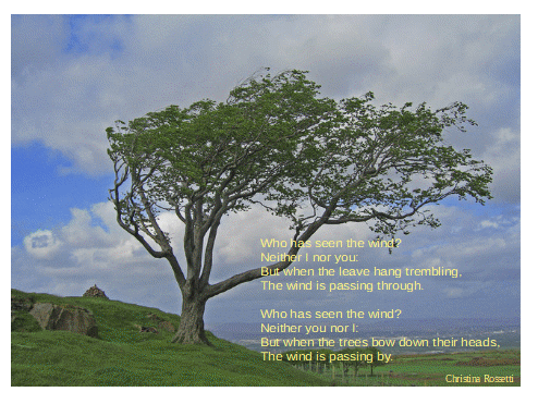 wind_swept_tree,_