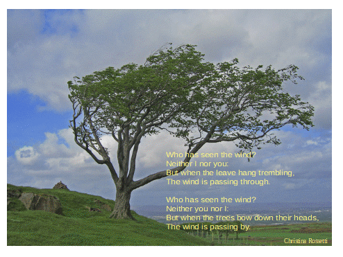 wind_swept_tree,_